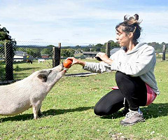 ¿Los cerdos saben señalar cosas a los humanos?