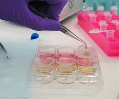 ¿Podemos evitar la experimentación con animales en su totalidad?