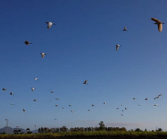 El sexto sentido de los animales podría ser más preciso de lo que se pensaba