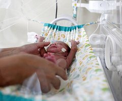 Demuestran que el Zika mata células neurales y frena el desarrollo cerebral