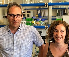 Un estudio identifica cuarenta genes relacionados con la conducta agresiva en humanos y en ratones