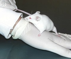 Avanzan en un tratamiento del cáncer de próstata para que sea menos dañino