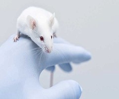 Investigadores de Barcelona curan ratones con cáncer de colon y los hacen inmunes