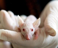 Células CAR-T controladas por luz destruyen selectivamente los tumores de piel en ratones