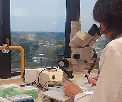 Científicas argentinas logran prevenir en ratones el dolor similar al causado por la quimioterapia: una planta es la clave