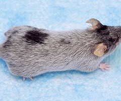 El pelo canoso podría tener su origen en el sistema inmune