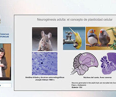 ¿Es posible reparar el cerebro? - SEBBM & RAC (Presentación Científica YouTube)