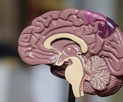 Logran revertir la pérdida de memoria del Alzheimer en ratones gracias a una novedosa terapia génica