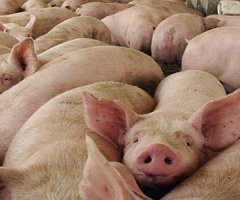 México reporta mortal virus porcino en 17 estados