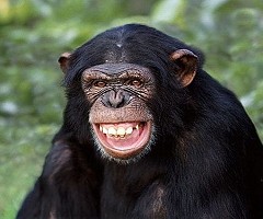 Los chimpancés tienen camas más limpias que los humanos