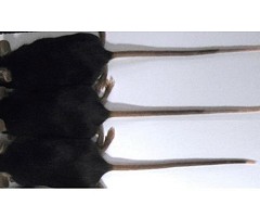 Diseñan por accidente ratones con colas extralargas y cortas