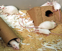 NC3Rs/MRC joint webinar: using both sexes in animal experiments