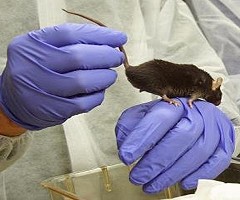 El cuidado de los hijos involucra 20 zonas del cerebro de los ratones