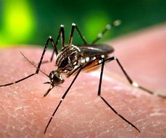 Una vacuna experimental muestra una eficacia del 100% contra el dengue