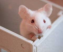 Estudio en ratones podría predecir la depresión