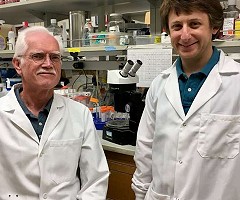 Científicos identifican dos hormonas que previenen y revierten la diabetes en ratones