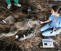 El electrocardiograma puede prevenir la muerte súbita del chimpancé