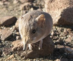 Descubren ratón con trompa, emparentado con los elefantes