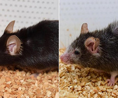 Científicos de Harvard logran revertir el envejecimiento y la ceguera en ratones
