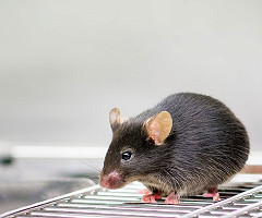 La solución a la eyaculación precoz puede estar en el cerebro de los ratones