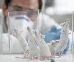 Las 9 razones por las que es necesario investigar con animales en sanidad