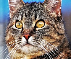 El virus de la inmunodeficiencia felina ayuda a combatir el VIH