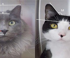 Evalúan la escala de dolor en gatos mediante su expresión facial