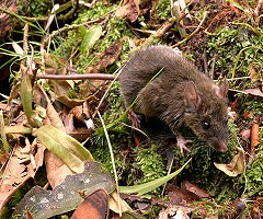 Ratones de montaña comedores de gusanos muestran la evolución en acción