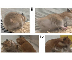 Unos científicos crean por error unos hámsters ultraviolentos tras un experimento genético que salió mal