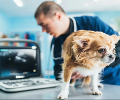 La inteligencia artificial busca comprender las emociones de los animales