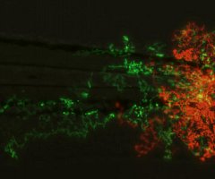 Un compuesto presente en hierbas medicinales chinas ataca la inflamación