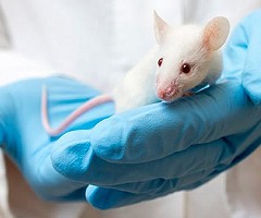 Piden utilizar ratones viejos en estudios hepáticos
