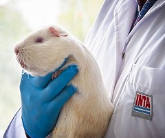 El trabajo para la protección de animales de laboratorio