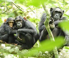 Los chimpancés basan sus relaciones en la confianza