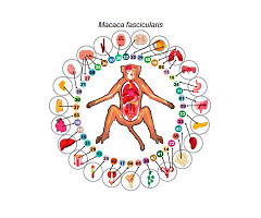 Un equipo internacional de investigadores completa el primer atlas celular de todo el cuerpo de un primate no humano