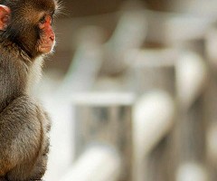 ¿Se pueden investigar vacunas contra la COVID-19 en la época del animalismo?