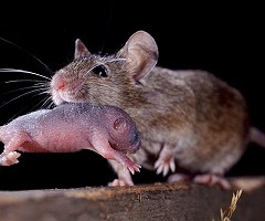 Los ratones muestran hábitos maternales cuando un circuito cerebral se activa