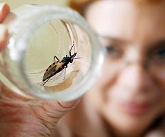 Descubren cómo reducir la mortalidad en ratones con la enfermedad de Chagas
