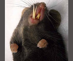 Cómo detectar y manejar la maloclusión en la investigación con ratones