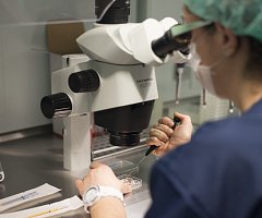 Primer paso para obtener gametos a partir de células de la piel