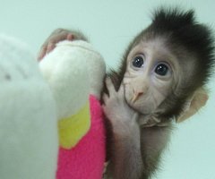 Científicos chinos crean los primeros monos clonados con la técnica de la oveja ‘Dolly’