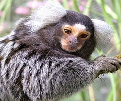 Decodifican el vocabulario del mono