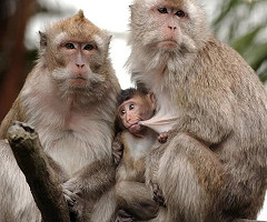 Un mono sobrevive durante 6 meses con un riñón de cerdo modificado genéticamente