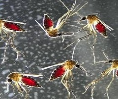 Una simple picadura de mosquito basta para alterar nuestro sistema inmune durante días