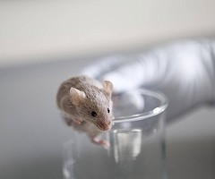 Las computadoras predicen productos químicos tóxicos mejor que los animales