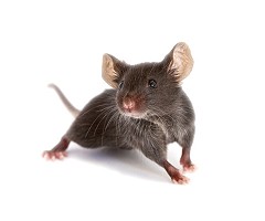 Investigadores explican en ratones por qué se pierde el olfato en el COVID-19