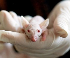 Científicos españoles eliminan un tipo de tumor de páncreas en ratones