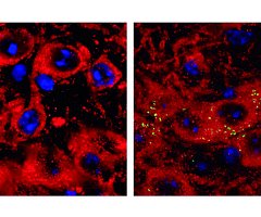 Potencial tratamiento del párkinson en ratones
