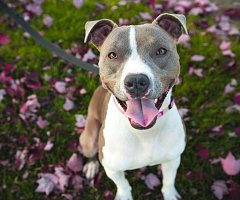 ¿Los animales tienen sentimientos?