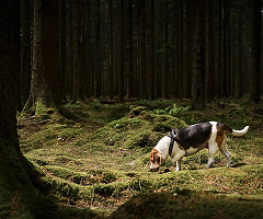 ¿A qué huele el cáncer? Estos animales lo saben y ayudan a detectarlo